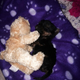 Image for article titled This Miracle 6-Week-Old Puppy Is Literally the Size Of a Hamster